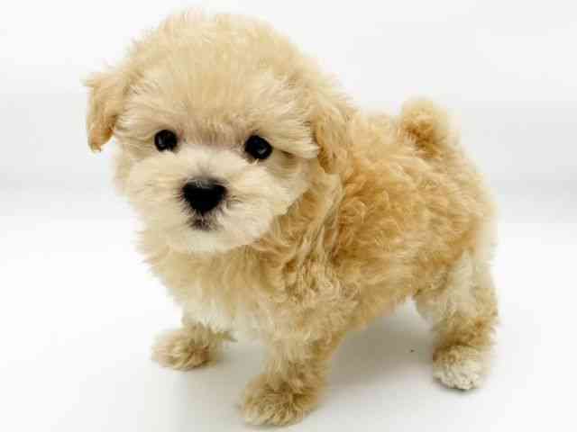 兵庫県のマルプー(マルチーズ×プードル) (ひごペットフレンドリーコロワ甲子園店/2025年9月7日生まれ/女の子/アプリコット)の子犬の2枚目の画像