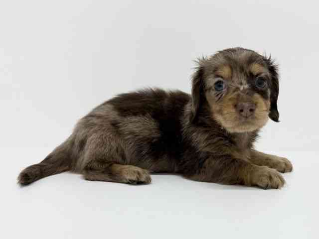 大阪府のミニチュアダックスフンド(ロング) (ひごペットフレンドリーくずはモール店/2025年9月8日生まれ/男の子/チョコレートダップル)の子犬の2枚目の画像