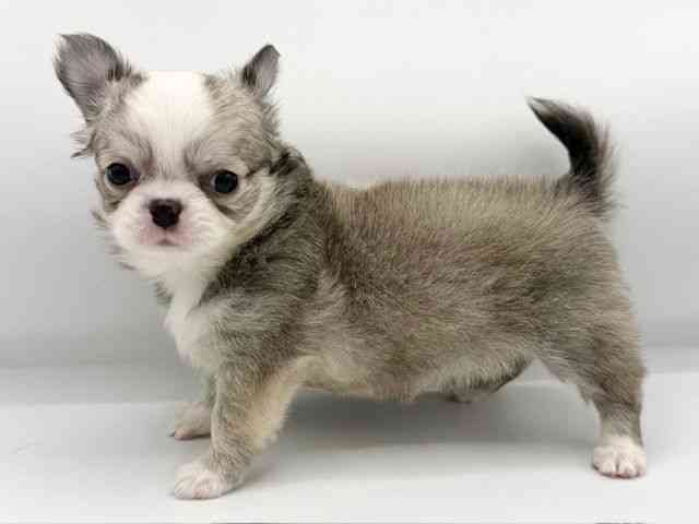 大阪府のチワワ(ロング) (ひごペットフレンドリーららぽーとEXPOCITY店/2025年9月8日生まれ/女の子/セーブルホワイト)の子犬の2枚目の画像