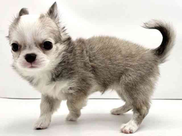 兵庫県のチワワ(ロング) (ひごペットフレンドリークラウンパーク伊丹店/2025年9月8日生まれ/女の子/セーブルホワイト)の子犬の2枚目の画像