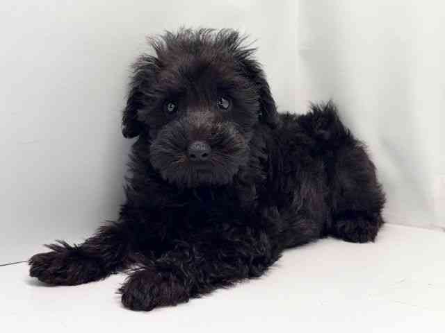 京都府のシュナプー(シュナウザー×プードル) (ひごペットフレンドリー洛北阪急スクエア店/2025年9月5日生まれ/男の子/ブラック)の子犬の2枚目の画像