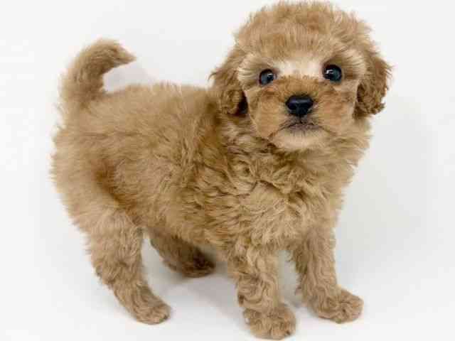 大阪府のトイプードル(トイ) (ひごペットフレンドリーくずはモール店/2025年9月6日生まれ/男の子/アプリコット)の子犬の2枚目の画像