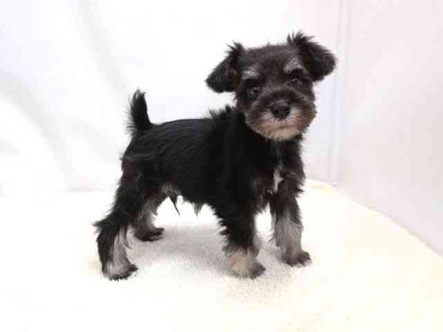 広島県のミニチュアシュナウザー (ひごペットフレンドリーゆめタウン廿日市店/2025年9月7日生まれ/男の子/ブラックシルバー)の子犬の2枚目の画像