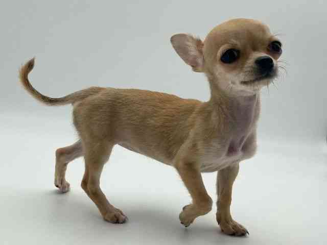 島根県のチワワ(スムース) (ひごペットフレンドリーイオンモール出雲店/2025年9月6日生まれ/女の子/レッド)の子犬の2枚目の画像