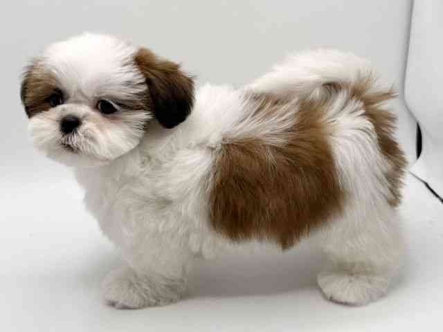 大阪府のシーズー (ひごペットフレンドリーみのおキューズモール店/2025年9月8日生まれ/女の子/ホワイトゴールド)の子犬の2枚目の画像