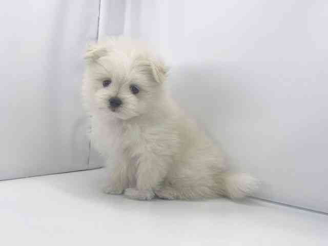 兵庫県のポメマル/マルポメ(ポメラニアン×マルチーズ) (ひごペットフレンドリーイオンタウン加古川店/2025年9月6日生まれ/男の子/ホワイト)の子犬の2枚目の画像