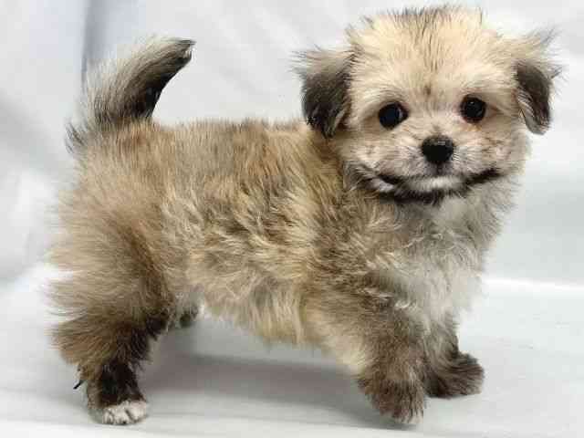 大阪府のチワマル/マルチワ(チワワ×マルチーズ) (ひごペットフレンドリーイトーヨーカドー津久野店/2025年9月6日生まれ/男の子/フォーン)の子犬の2枚目の画像