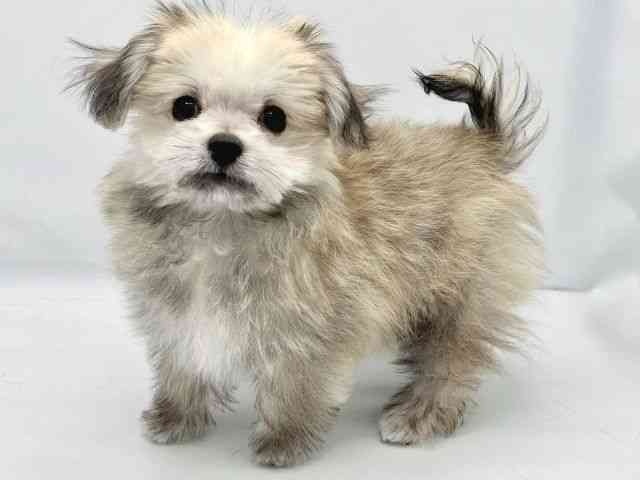 大阪府のチワマル/マルチワ(チワワ×マルチーズ) (ひごペットフレンドリーイトーヨーカドー津久野店/2025年9月6日生まれ/男の子/フォーン)の子犬の2枚目の画像