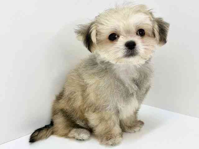 大阪府のチワマル/マルチワ(チワワ×マルチーズ) (ひごペットフレンドリーいこらもーる泉佐野店/2025年9月6日生まれ/男の子/フォーン)の子犬の2枚目の画像