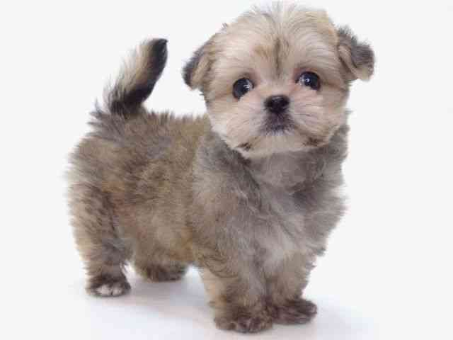 大阪府のチワマル/マルチワ(チワワ×マルチーズ) (ひごペットフレンドリーいこらもーる泉佐野店/2025年9月6日生まれ/男の子/フォーン)の子犬の2枚目の画像