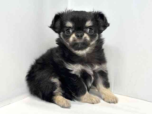 大阪府のチワワ(ロング) (ひごペットフレンドリーセブンパーク天美店/2025年9月9日生まれ/女の子/ブラックタン)の子犬の2枚目の画像