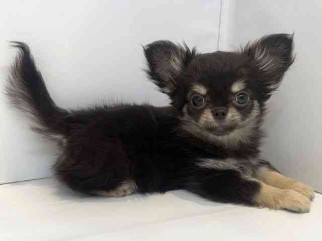 大阪府のチワワ(ロング) (ひごペットフレンドリーセブンパーク天美店/2025年9月9日生まれ/女の子/ブラックタン)の子犬の2枚目の画像