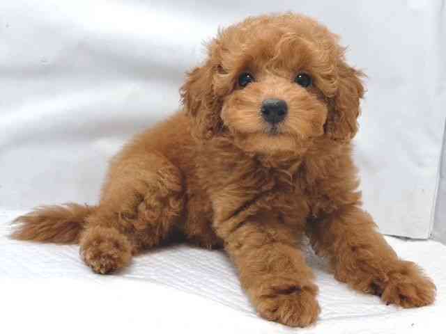 大阪府のトイプードル(トイ) (ひごペットフレンドリー堺プラットプラット店/2025年9月7日生まれ/女の子/レッド)の子犬の2枚目の画像