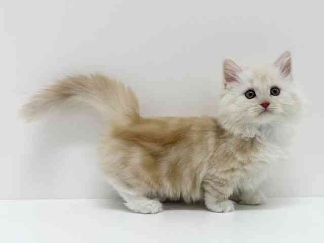 大阪府のミヌエット (ひごペットフレンドリーくずはモール店/2025年9月10日生まれ/女の子/クリームタビーホワイト)の子猫の2枚目の画像