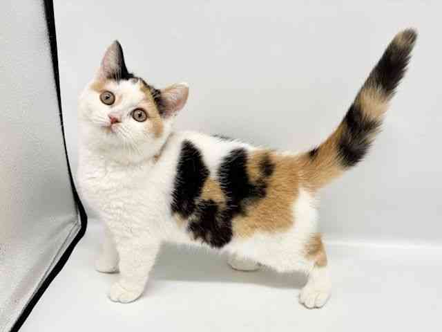 大阪府のブリティッシュショートヘアー (ひごペットフレンドリーイオンタウン豊中庄内店/2025年8月12日生まれ/女の子/キャリコ)の子猫の2枚目の画像