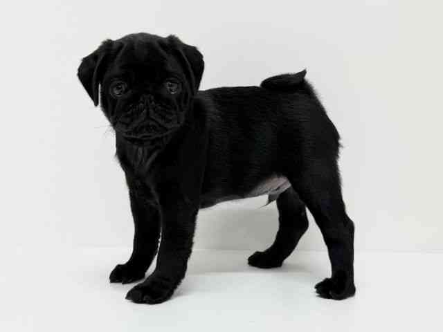 大阪府のパグ (ひごペットフレンドリーくずはモール店/2025年9月9日生まれ/男の子/ブラック)の子犬の2枚目の画像