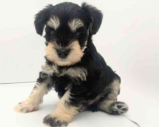 兵庫県のミニチュアシュナウザー (ひごペットフレンドリークラウンパーク伊丹店/2025年8月8日生まれ/男の子/ブラックシルバー)の子犬の2枚目の画像