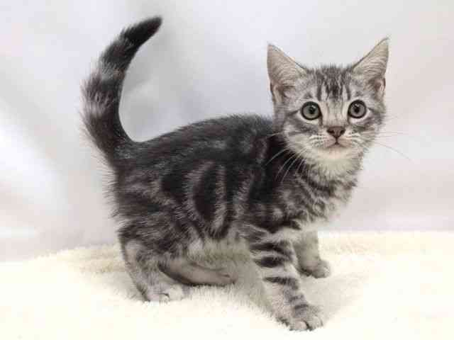 広島県のアメリカンショートヘアー (ひごペットフレンドリーゆめタウン廿日市店/2025年9月10日生まれ/男の子/ブルータビー)の子猫の2枚目の画像