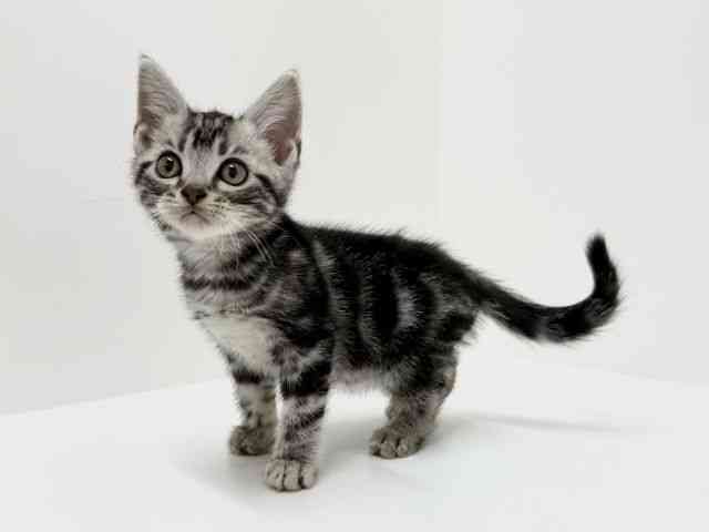 大阪府のアメリカンショートヘアー (ひごペットフレンドリーくずはモール店/2025年9月11日生まれ/男の子/シルバークラシックタビー)の子猫の2枚目の画像