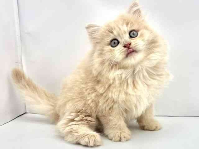 兵庫県のノルウェージャンフォレストキャット (ひごペットフレンドリークラウンパーク伊丹店/2025年9月7日生まれ/男の子/クリームタビー)の子猫の2枚目の画像