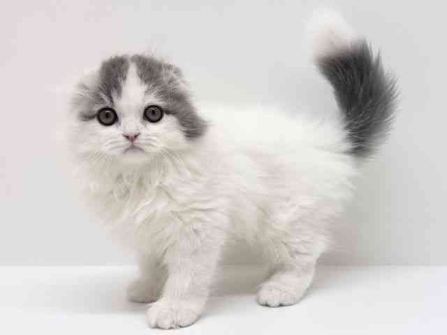 兵庫県のスコティッシュフォールド (ひごペットフレンドリーブルメールHAT神戸店/2025年9月13日生まれ/男の子/ブルータビーホワイトバン)の子猫の2枚目の画像