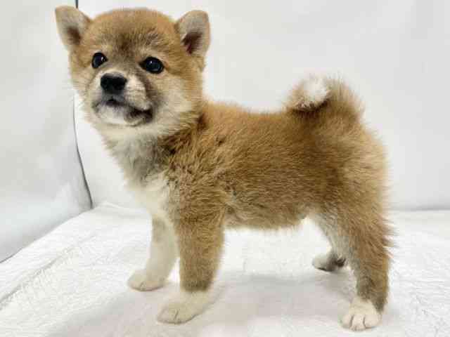 高知県の柴犬(標準サイズ) (ひごペットフレンドリーイオンモール高知店/2025年9月13日生まれ/男の子/赤)の子犬の2枚目の画像