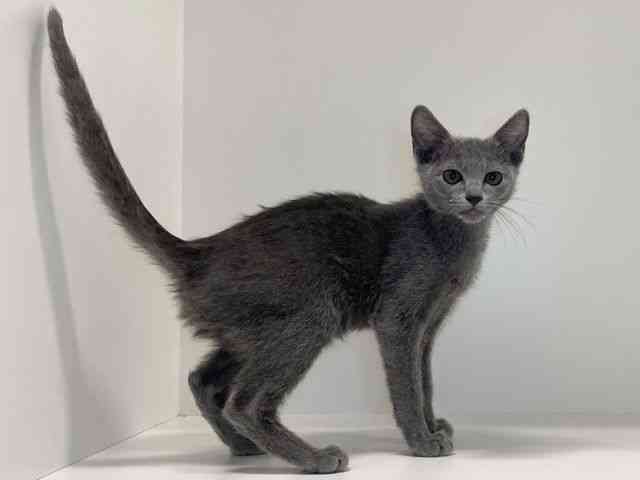 兵庫県のロシアンブルー (ひごペットフレンドリーイトーヨーカドー明石店/2025年9月13日生まれ/女の子/ブルー)の子猫の2枚目の画像