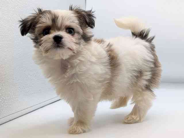 香川県のハーフ犬・ミックス犬 (ひごペットフレンドリーゆめタウン高松店/2025年9月14日生まれ/女の子/パーティーカラー)の子犬の2枚目の画像