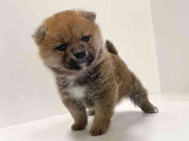 兵庫県の柴犬(標準サイズ) (ひごペットフレンドリーイトーヨーカドー明石店/2025年9月13日生まれ/男の子/赤)の子犬の2枚目の画像