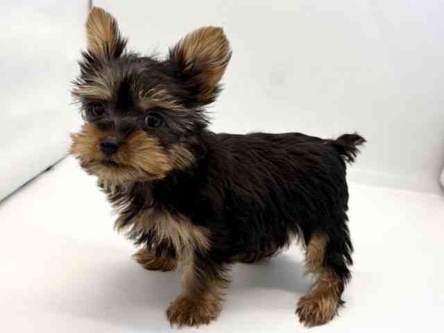 京都府のヨークシャーテリア (ひごペットフレンドリー京都店/2025年9月13日生まれ/男の子/スチールブルータン)の子犬の2枚目の画像