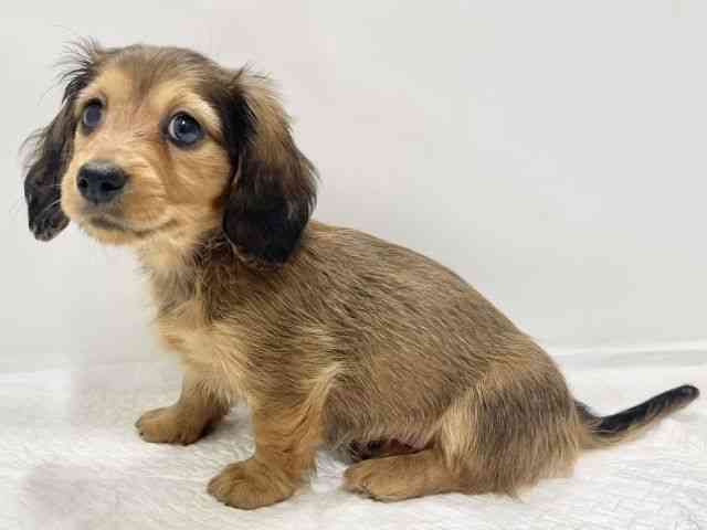 高知県のミニチュアダックスフンド(ロング) (ひごペットフレンドリーイオンモール高知店/2025年9月8日生まれ/女の子/レッド)の子犬の2枚目の画像