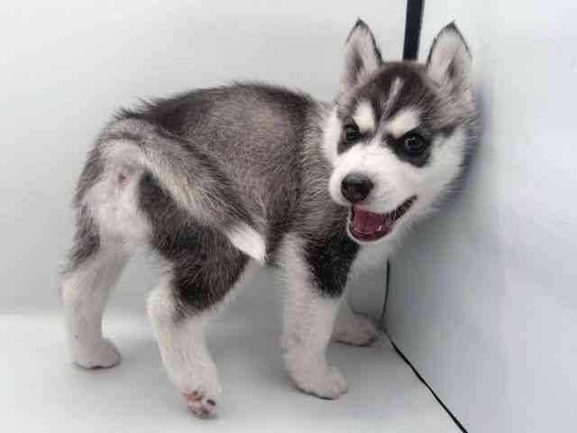 島根県のシベリアンハスキー (ひごペットフレンドリーイオン松江ショッピングセンター店/2025年9月10日生まれ/男の子/ブラックホワイト)の子犬の2枚目の画像