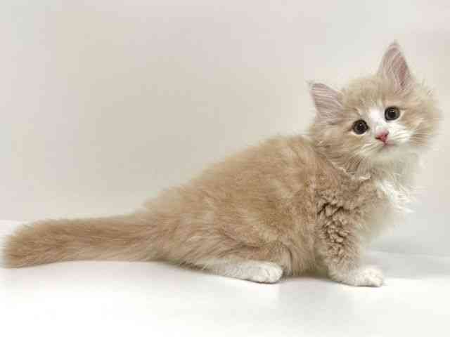 福岡県のサイベリアン (ひごペットフレンドリーリバーウォーク北九州店/2025年9月11日生まれ/男の子/クリームタビーホワイト)の子猫の2枚目の画像