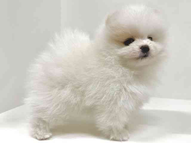 福岡県のポメラニアン (ひごペットフレンドリーリバーウォーク北九州店/2025年9月11日生まれ/女の子/クリーム)の子犬の2枚目の画像