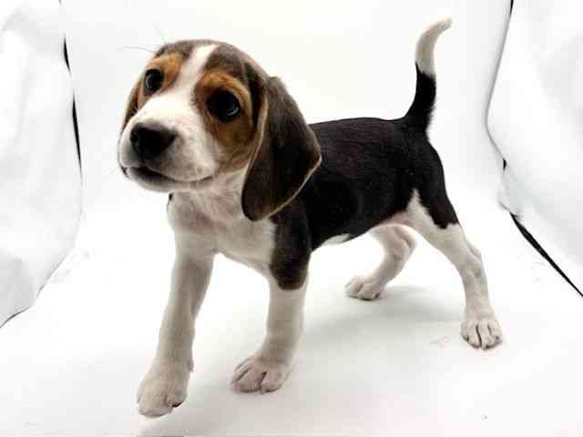 大阪府のビーグル (ひごペットフレンドリーみのおキューズモール店/2025年9月13日生まれ/女の子/ブラックホワイトタン)の子犬の2枚目の画像