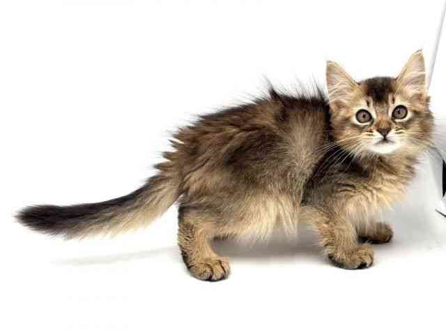 大阪府のソマリ (ひごペットフレンドリーみのおキューズモール店/2025年9月13日生まれ/男の子/ルディ)の子猫の2枚目の画像