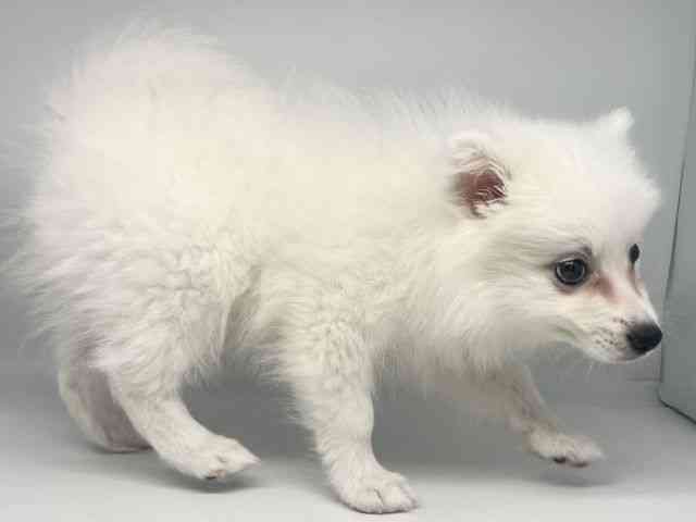 徳島県の日本スピッツ (ひごペットフレンドリーゆめタウン徳島店/2025年9月13日生まれ/女の子/ホワイト)の子犬の2枚目の画像