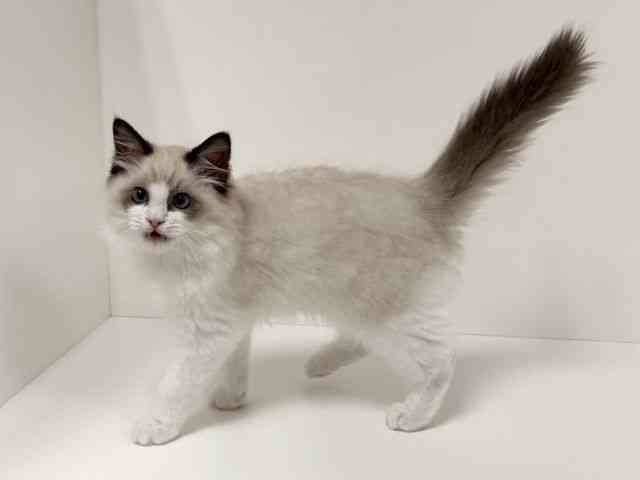 愛知県のラグドール (ひごペットフレンドリーイトーヨーカドー知多店/2025年9月13日生まれ/男の子/シールポイントバイカラー)の子猫の2枚目の画像