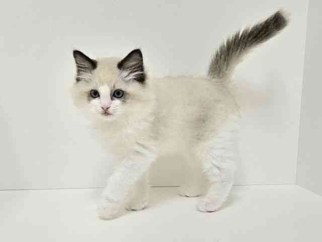 愛知県のラグドール (ひごペットフレンドリーイトーヨーカドー知多店/2025年9月13日生まれ/男の子/シールポイントバイカラー)の子猫の2枚目の画像
