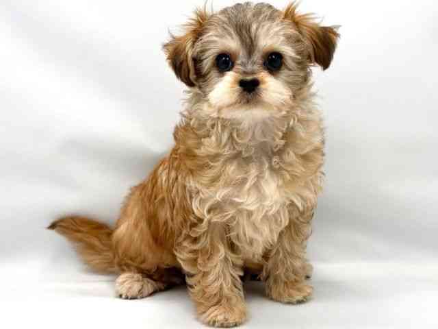 大阪府のチワプー/プーチー(チワワ×プードル) (ひごペットフレンドリー東淀川店/2025年9月13日生まれ/男の子/レッド)の子犬の2枚目の画像