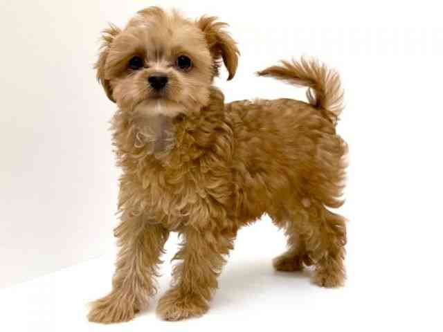 兵庫県のチワプー/プーチー(チワワ×プードル) (ひごペットフレンドリーブルメールHAT神戸店/2025年9月13日生まれ/男の子/レッドホワイト)の子犬の2枚目の画像