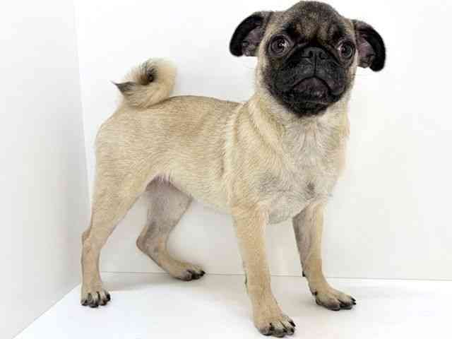 大阪府のパグ (ひごペットフレンドリーいこらもーる泉佐野店/2025年9月12日生まれ/女の子/フォーン)の子犬の2枚目の画像