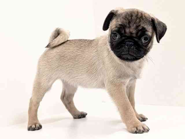 福岡県のパグ (ひごペットフレンドリーリバーウォーク北九州店/2025年9月12日生まれ/女の子/フォーン)の子犬の2枚目の画像