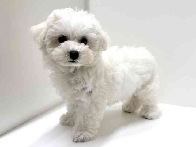 愛知県のハーフ犬・ミックス犬 (ひごペットフレンドリーららぽーと名古屋みなとアクルス店/2025年9月14日生まれ/女の子/ホワイト)の子犬の2枚目の画像