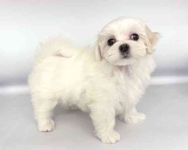 大阪府のマルチーズ (ひごペットフレンドリー岸和田店/2025年9月13日生まれ/女の子/ホワイト)の子犬の2枚目の画像