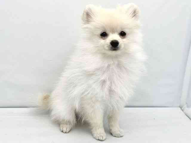 大阪府のポメラニアン (ひごペットフレンドリーイトーヨーカドー津久野店/2025年9月13日生まれ/男の子/クリーム)の子犬の2枚目の画像