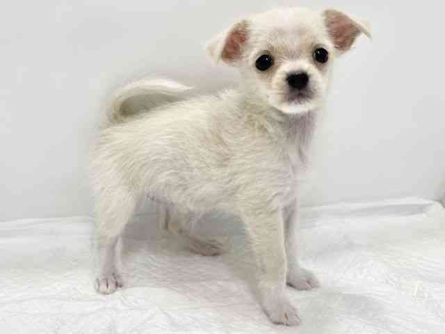 高知県のチワマル/マルチワ(チワワ×マルチーズ) (ひごペットフレンドリーイオンモール高知店/2025年9月14日生まれ/女の子/ホワイト)の子犬の2枚目の画像