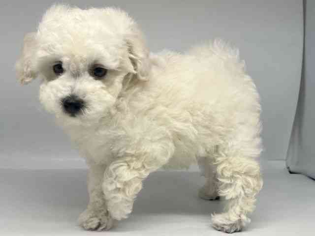 徳島県のハーフ犬・ミックス犬 (ひごペットフレンドリーゆめタウン徳島店/2025年9月13日生まれ/男の子/クリーム)の子犬の2枚目の画像