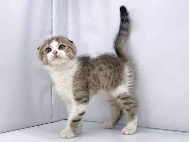 兵庫県のスコティッシュフォールド (ひごペットフレンドリーイオンタウン加古川店/2025年8月28日生まれ/男の子/ブラウンタビーホワイト)の子猫の2枚目の画像