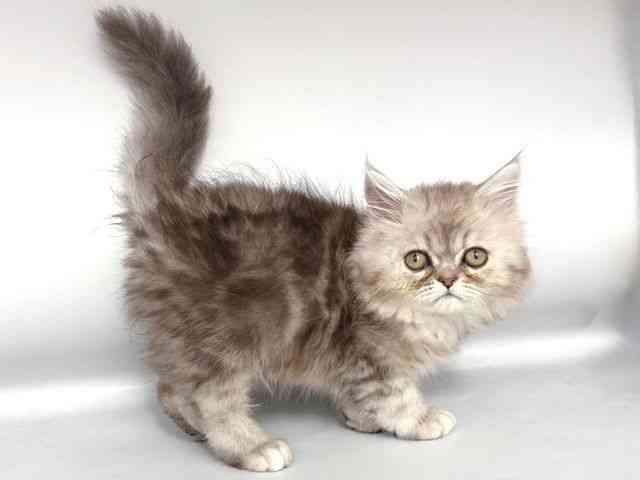 大阪府のペルシャ (ひごペットフレンドリー岸和田店/2025年9月11日生まれ/男の子/シルバータビー)の子猫の2枚目の画像